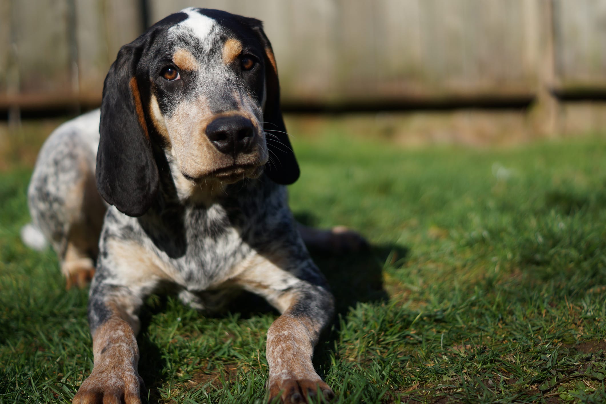 A Bluetick Coonhound with spots laying down in the grass.
