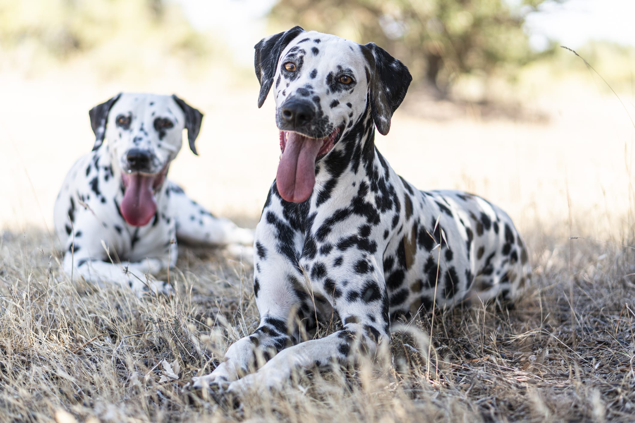Two polka dot Dalmatians hanging outside.