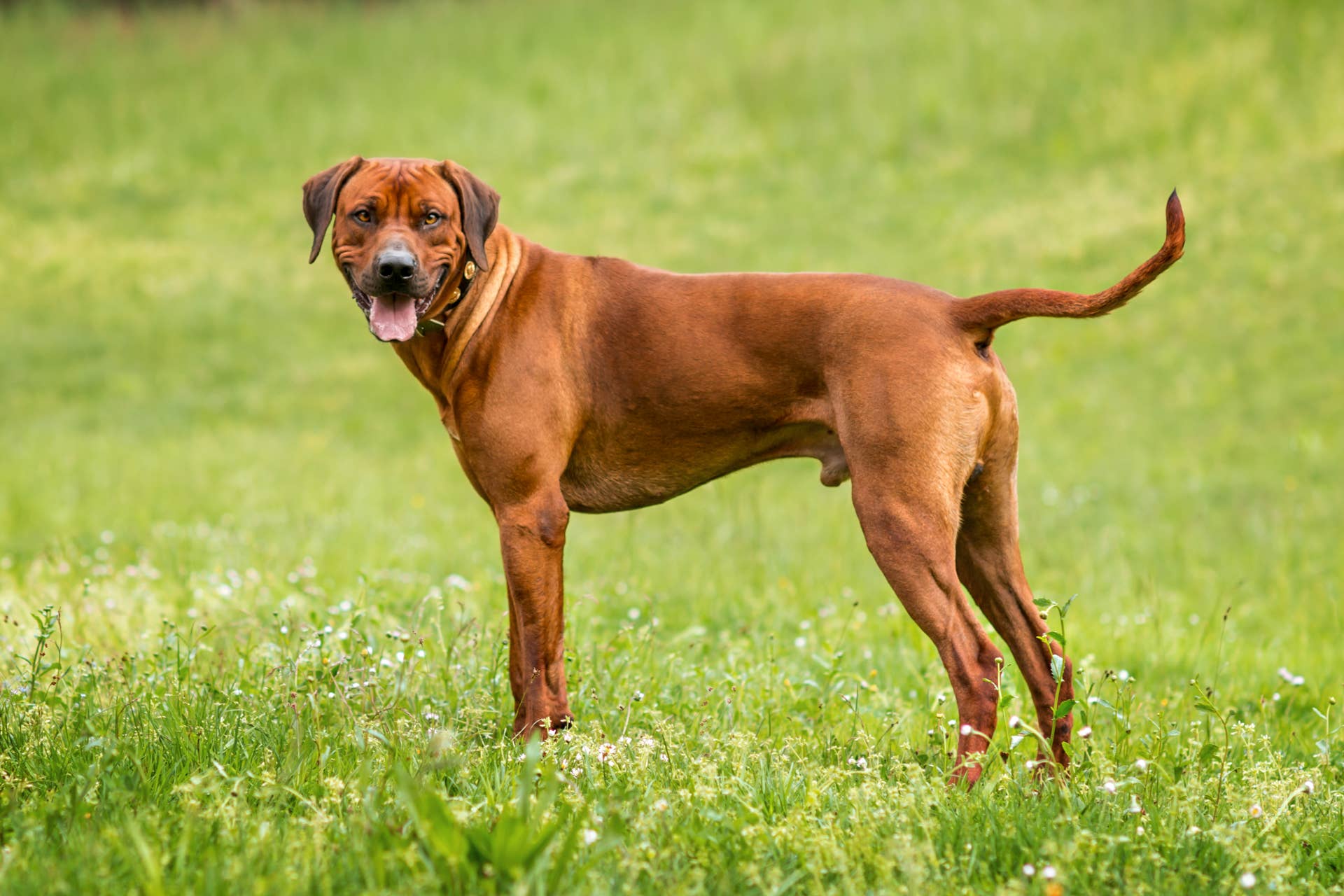 Best Dog Breeds for Hot Weather, According to Vets - Parade Pets