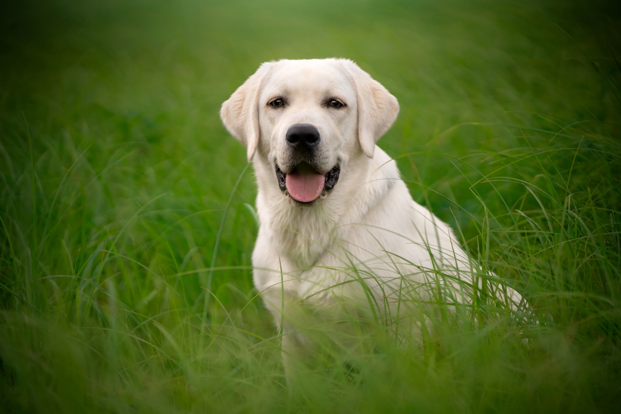 7 Friendliest Dog Breeds, According to Pet Experts - Parade Pets, image size:2121x1414