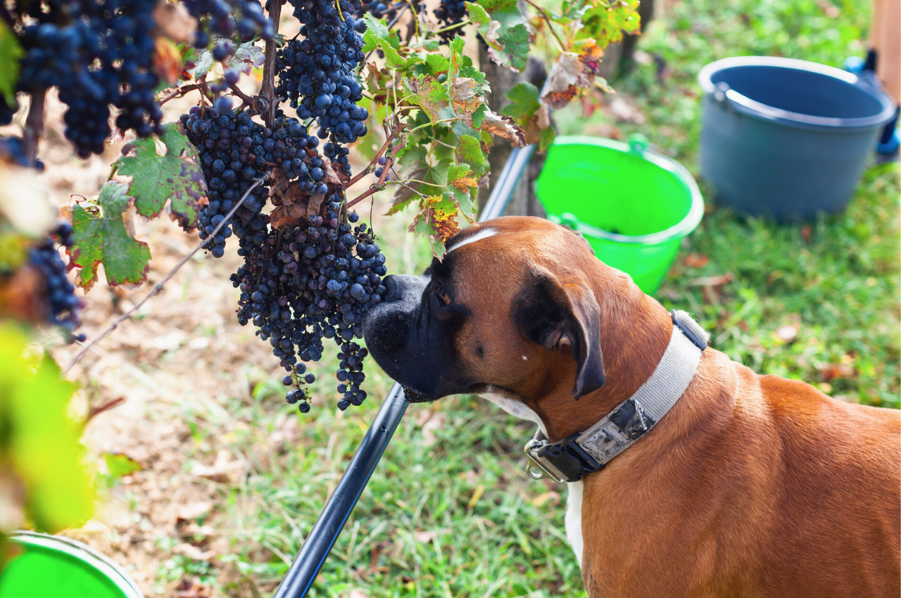 Grapes And Rat Poison Dangers For Dogs preview