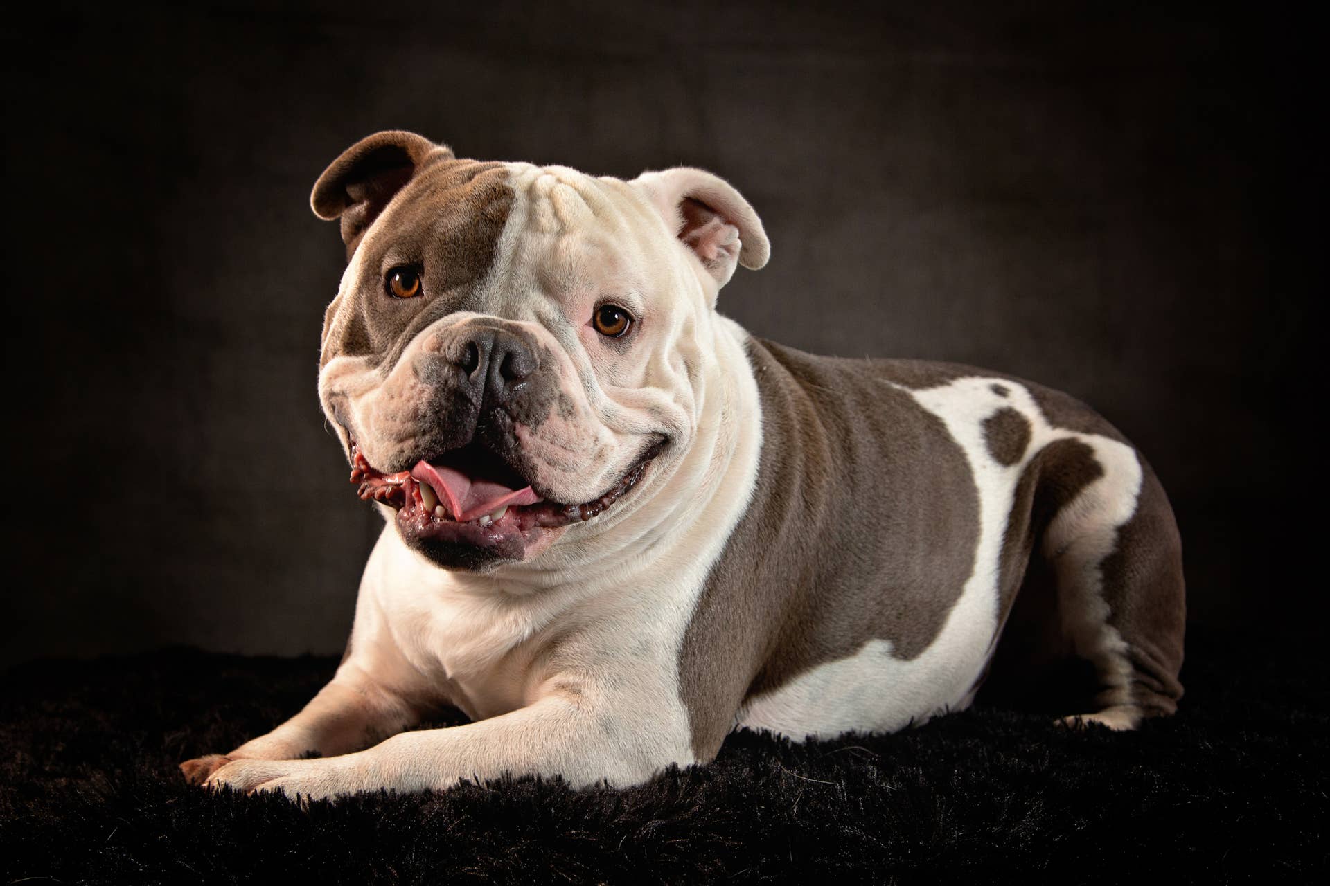 8 Adorable Wrinkly Dog Breeds - Parade Pets