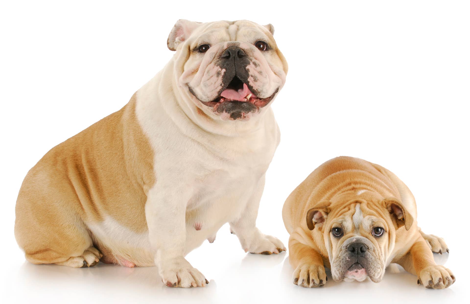 8 Adorable Wrinkly Dog Breeds - Parade Pets