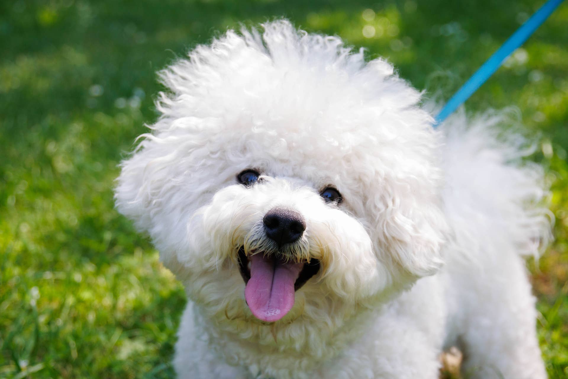 7 Smiley Dogs Breeds Parade Pets 7 Smiley Dogs Breeds Parade Pets