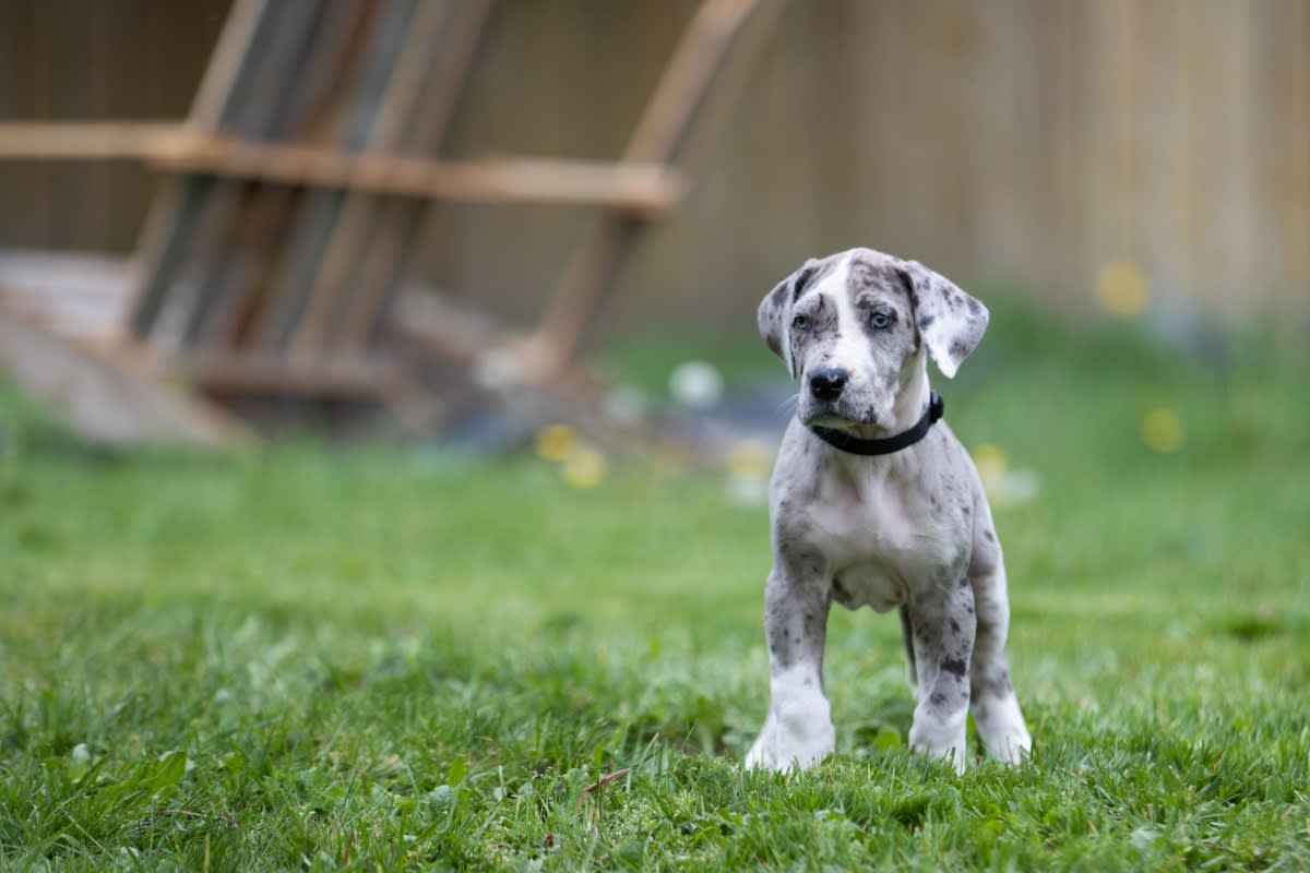 Great Dane Puppy's Immense Ears Are As Sweet As It Gets - Parade Pets, image size:1200x800