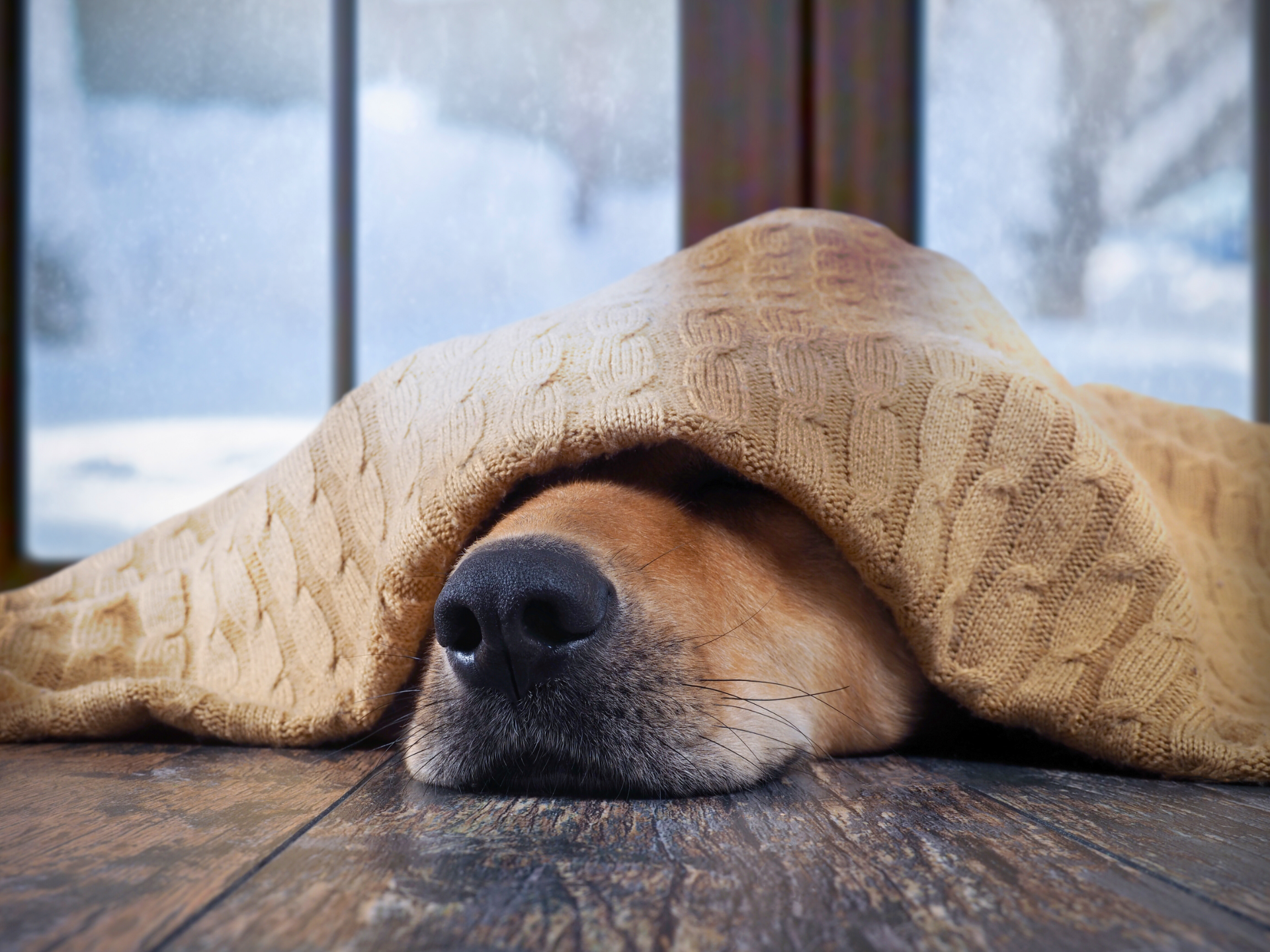 How Do I Tell if My Dog Is Cold From the AC Inside? - Parade Pets