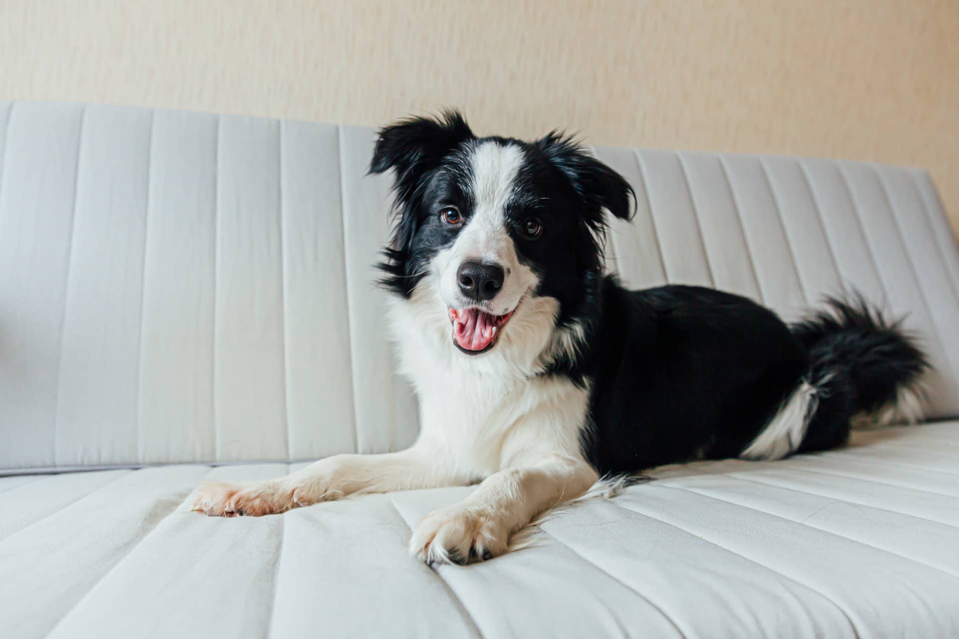 Early Riser Dog 5 Best Dog Breeds For Early Risers, According to Experts - Parade Pets