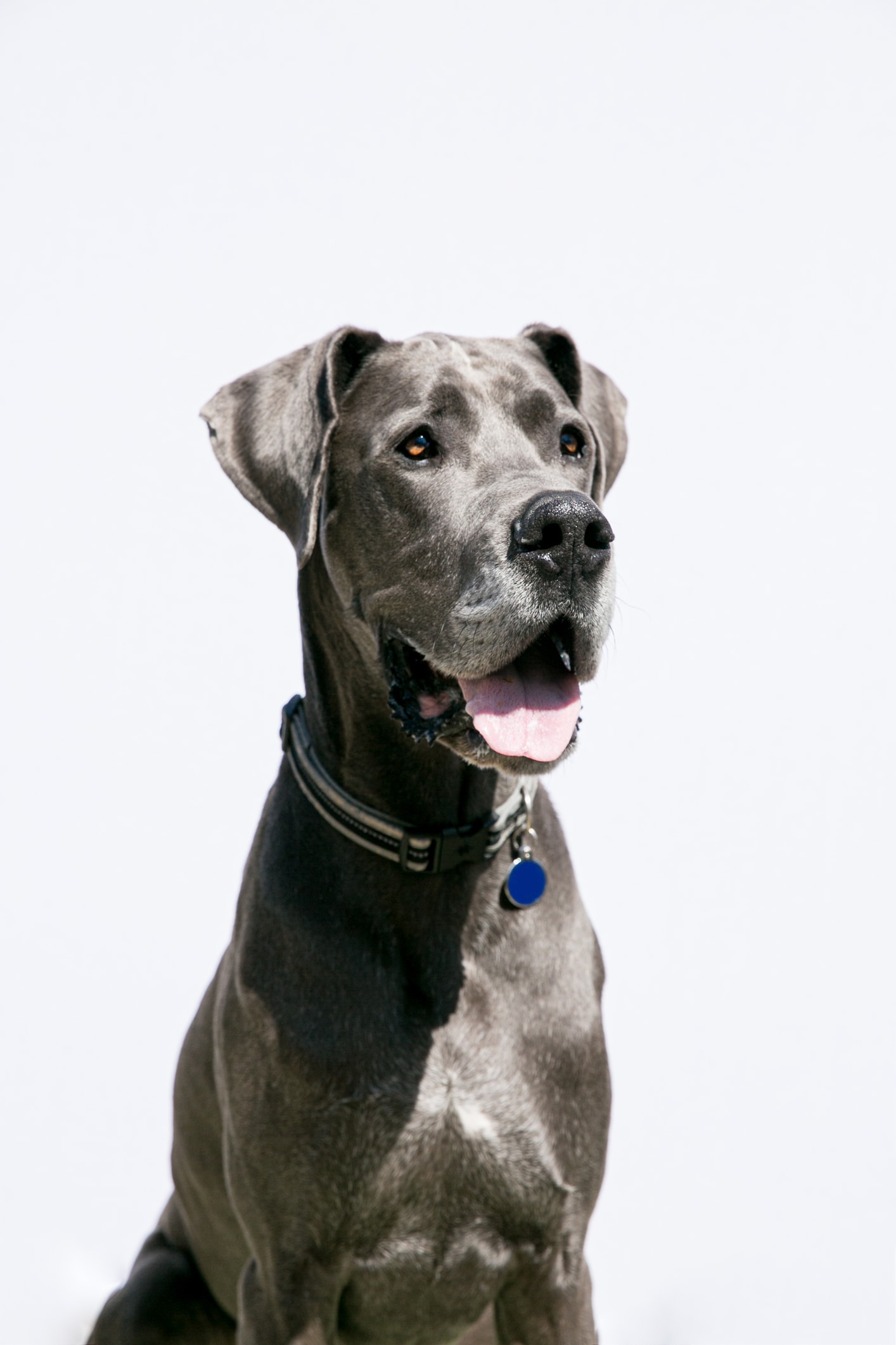 Sweetest Dog Breeds: Heartwarming Companions