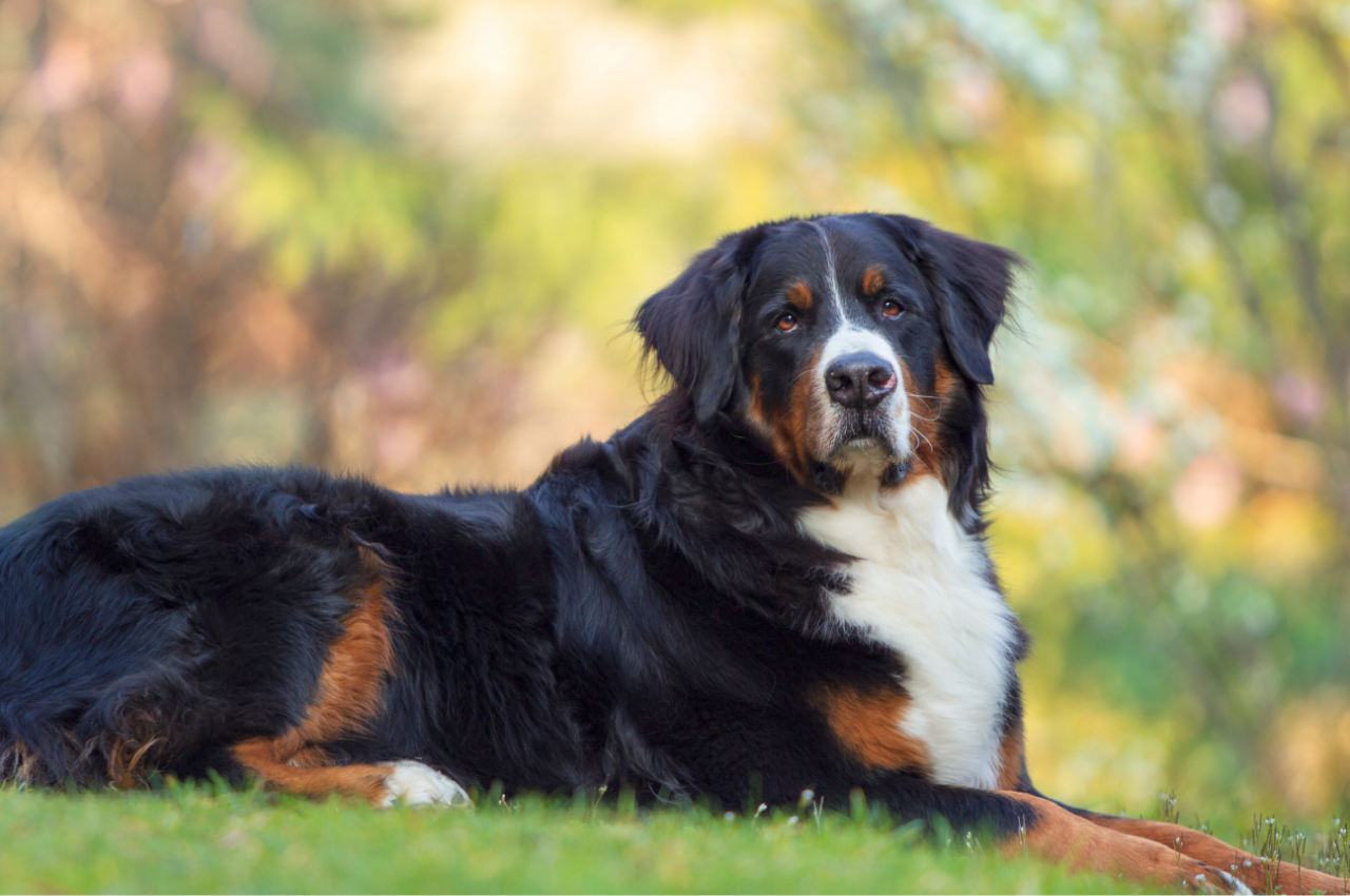 Bernese Mountain Dog Health Issues: Essential Insights