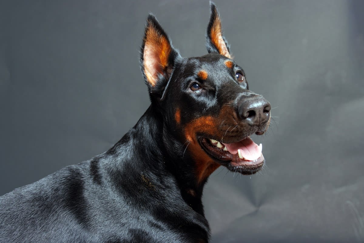 Doberman's 'How To Train Grandma' Routine Has Everyone in Stitches