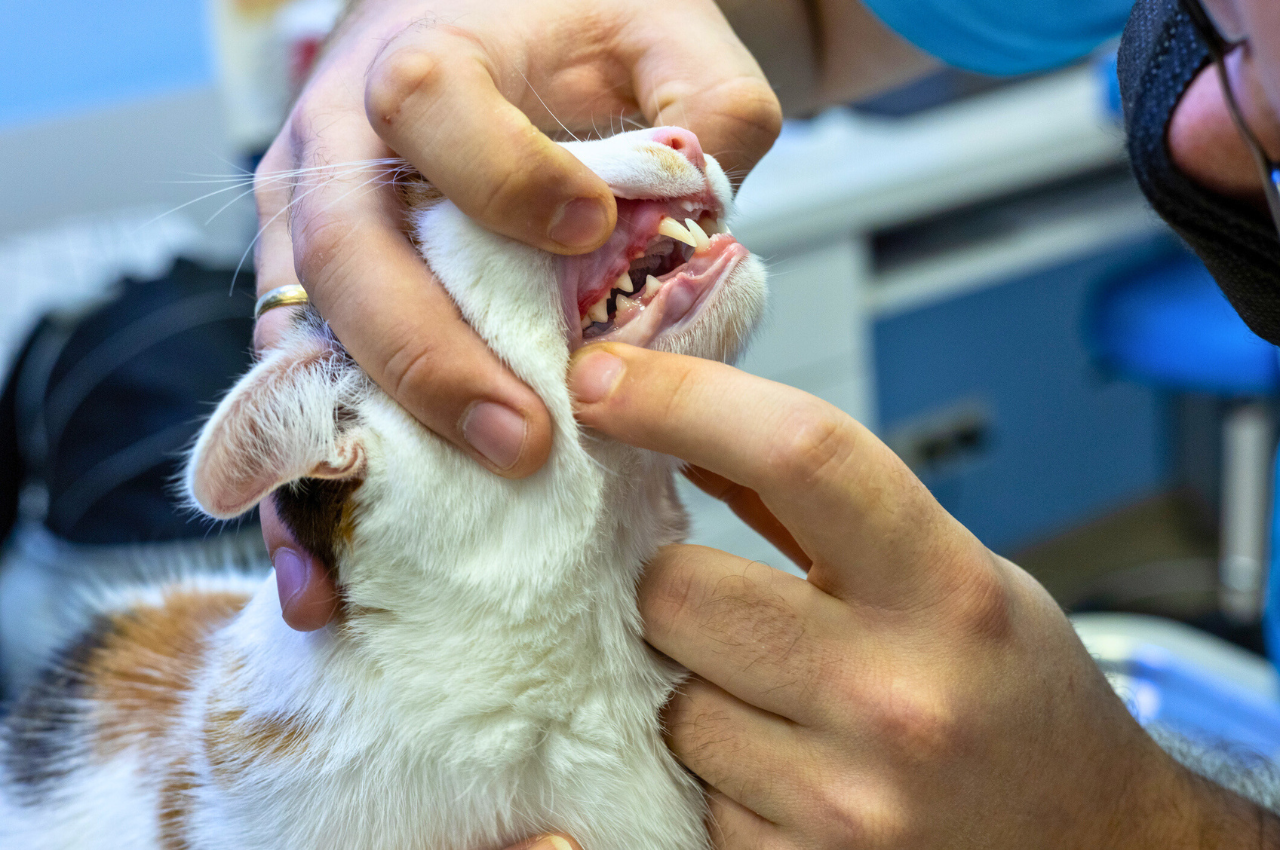 How Often Should You Brush Your Cats Teeth: Expert Tips