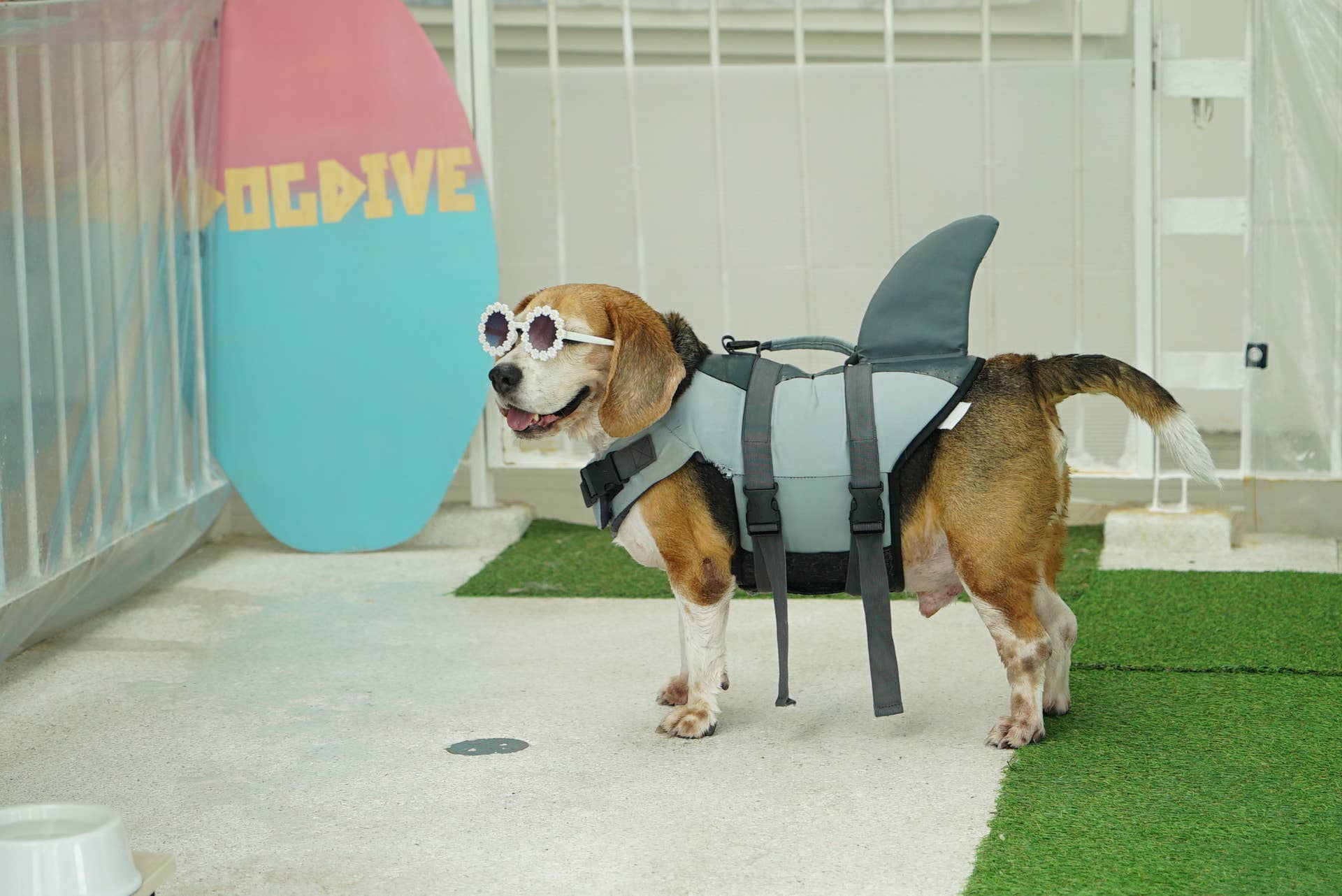 5 Dog Breeds With Shark Like Teeth To Honor Jaws 50th Anniversary 5-dog-breeds-with-shark-like-teeth-to-honor-jaws-50th-anniversary