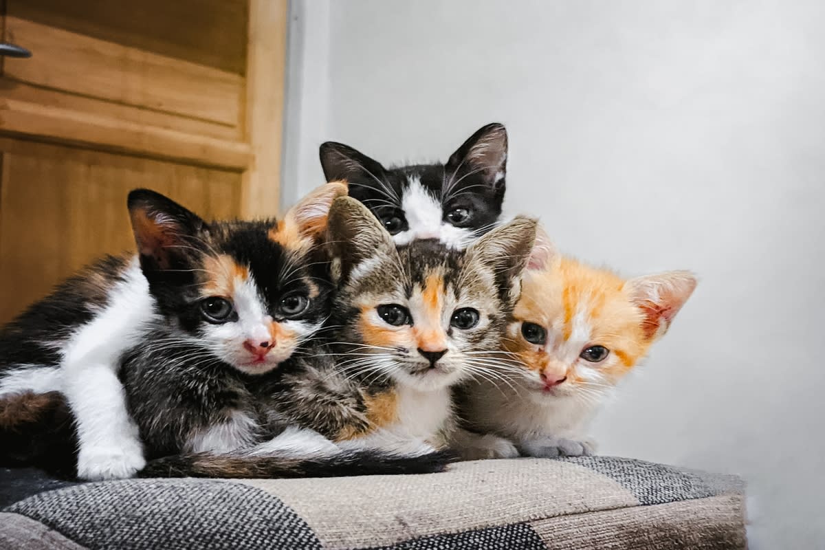 Humane Society Shows Off Their 'Purebred' Cats and Each Is More ...