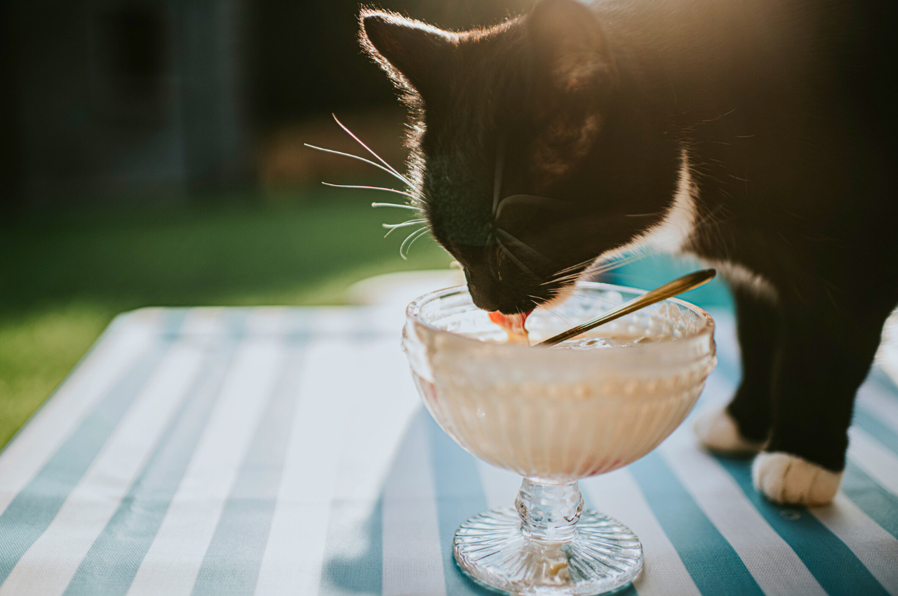 Do They Make Ice Cream for Cats? Discover Tasty & Safe Treats!