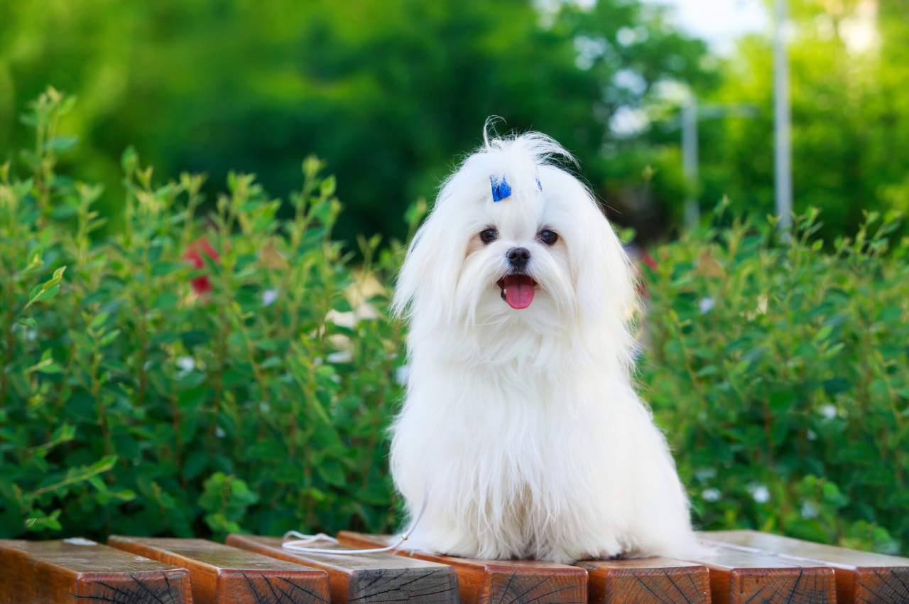 Maltese White Dog Breeds: Adorable Companions Unveiled