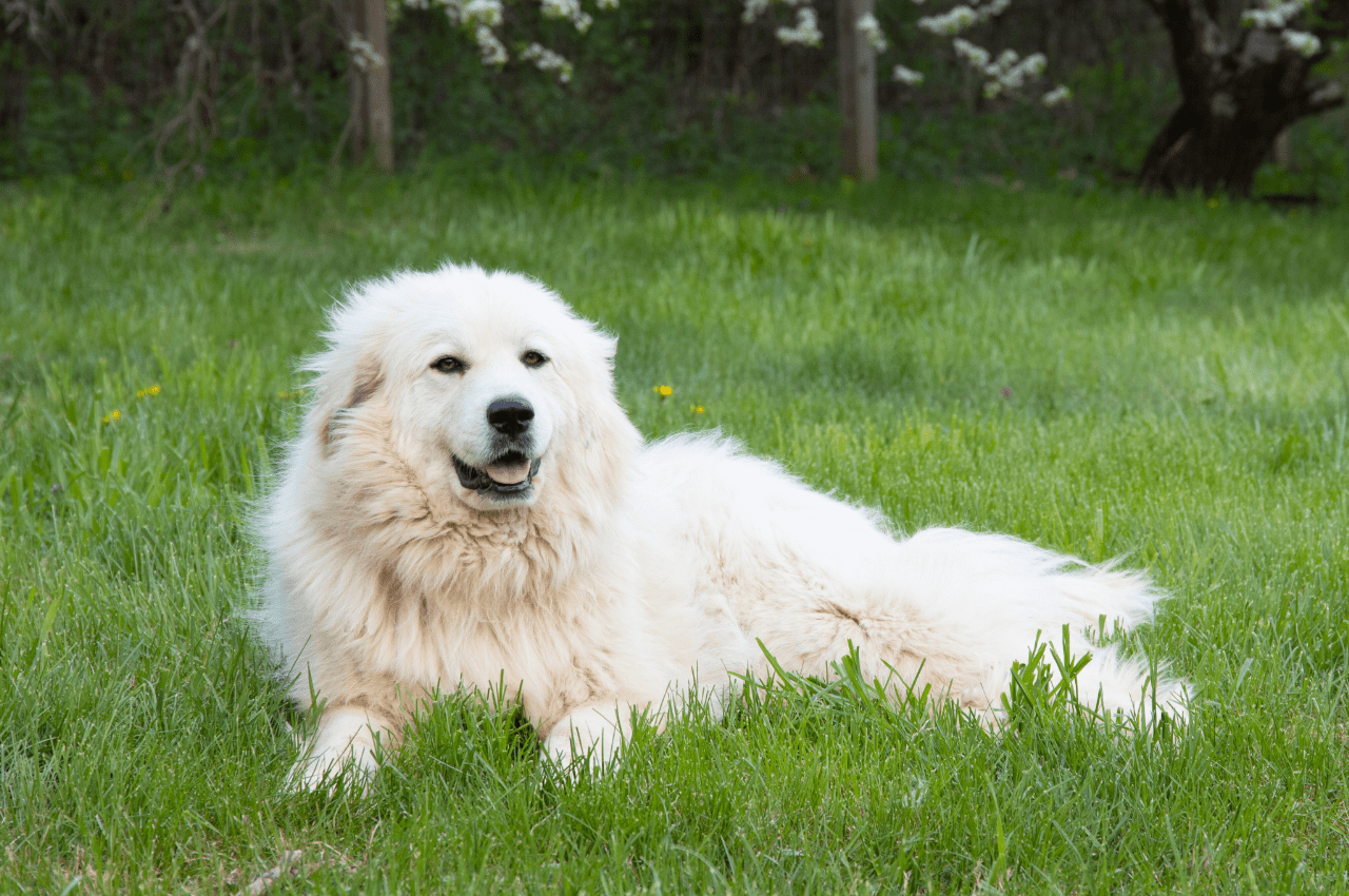 Large White Dog Breeds: Discover Majestic Companions