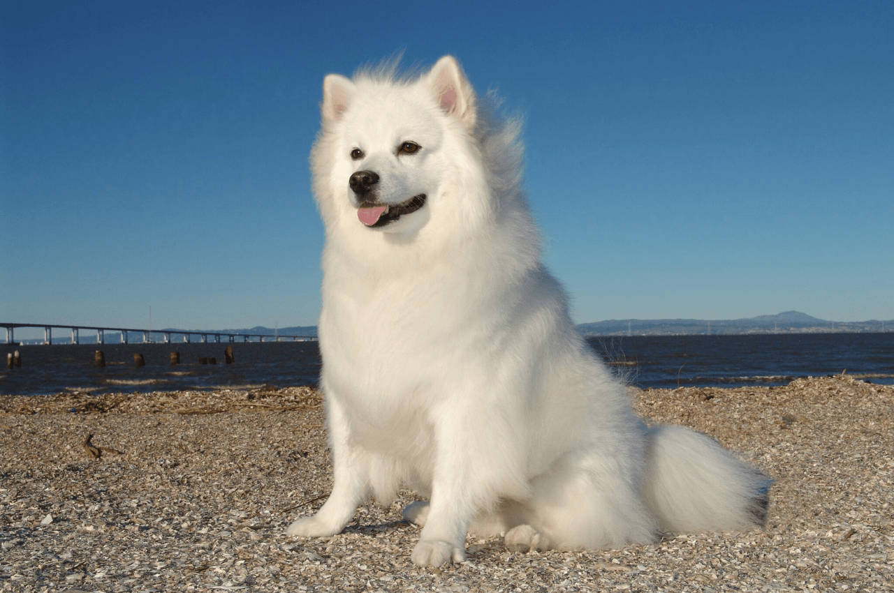 White Fluffy Dog Breeds: Discover Adorable Companions