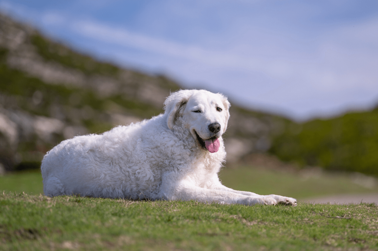 Large White Dog Breeds: Discover Majestic Companions