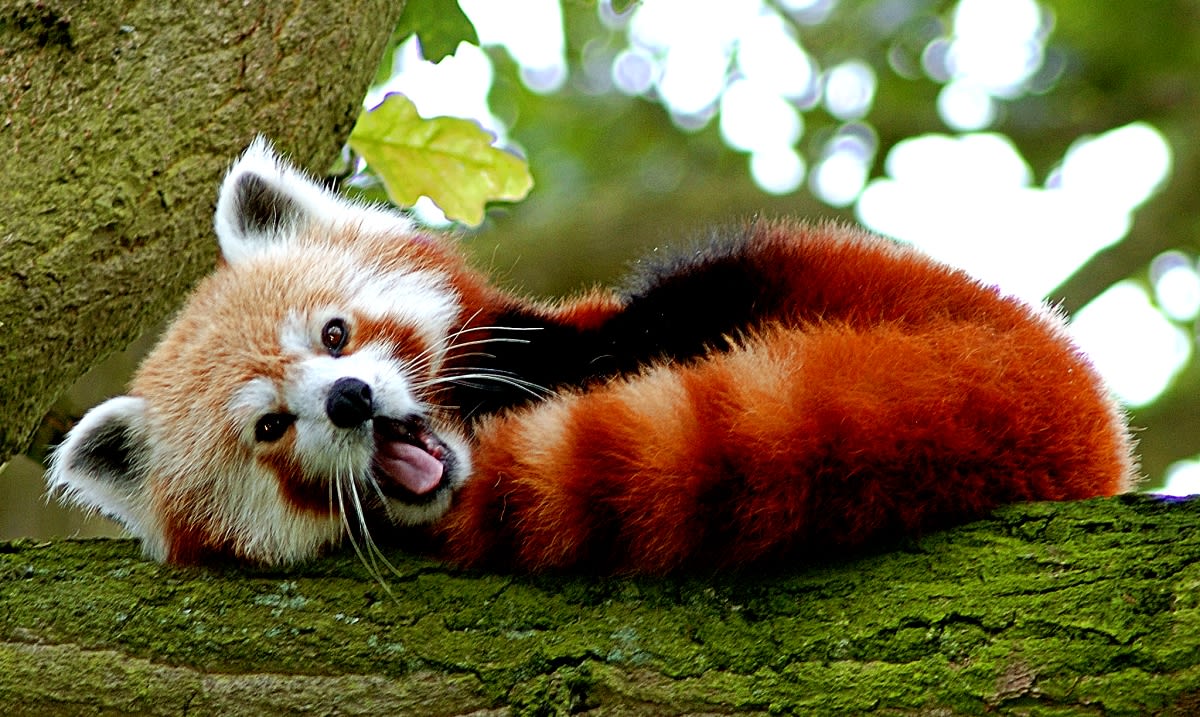 Grizzly Bear | We Bare Bears Wiki | Fandom, image size:1200x717