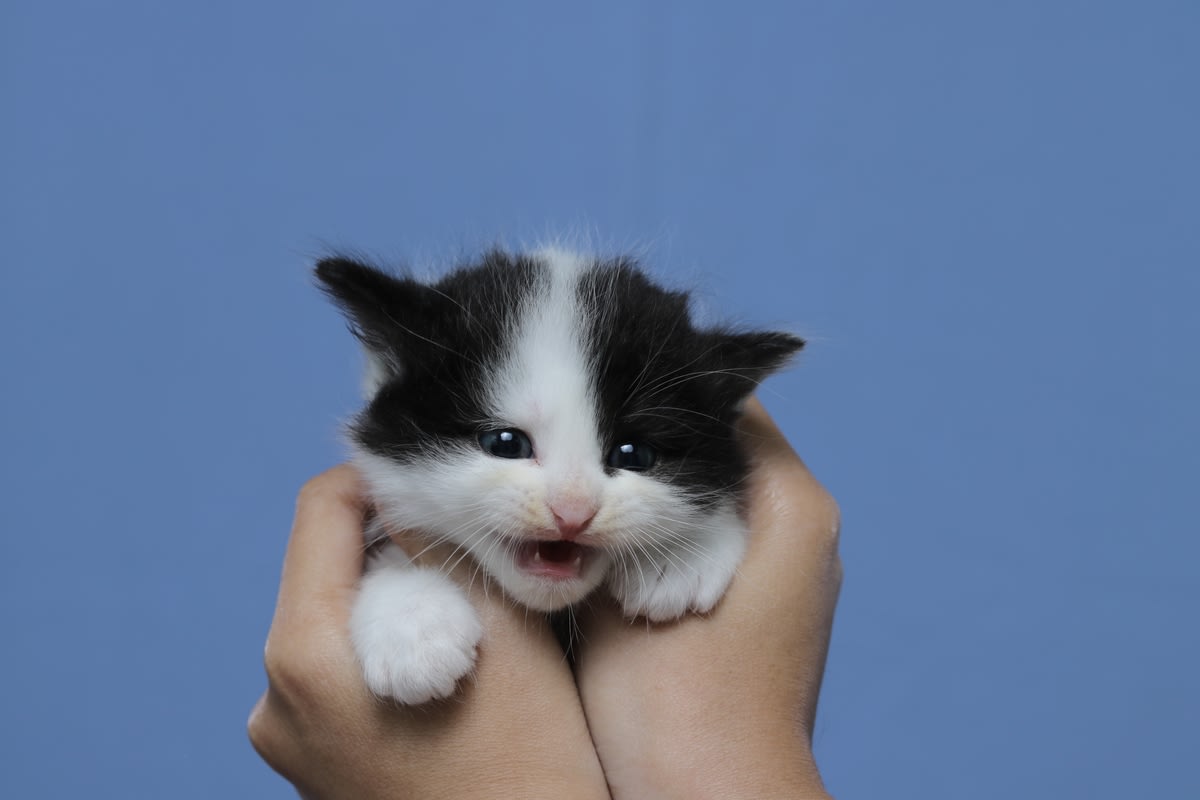 Tiny Tuxedo Kitten Trying To Find Her Meow Is Total Cuteness Overload -  Parade Pets, image size:1200x800