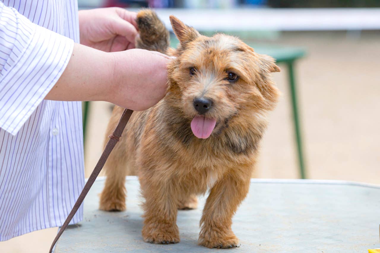 Nice Terriers 8 Adorable Terrier Breeds That Are Sassy Little Lovebugs - Parade Pets