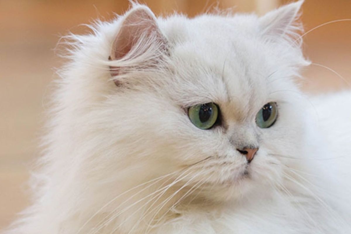 Visual Reference: Persian Cat S Pea Colored Peepers Are Royal Princess Perfection