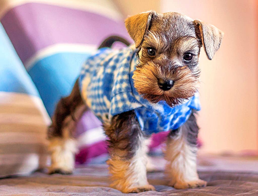 How Much are Tea Cup Dogs: Ultimate Price Guide Revealed