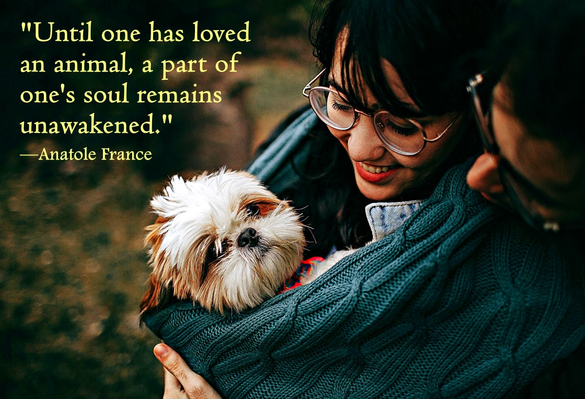 300 Best Pet Quotes of All Time - Parade Pets, image size:1200x820