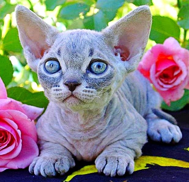 How Many Breeds of Hairless Cats are There: Top 5 Unique Types
