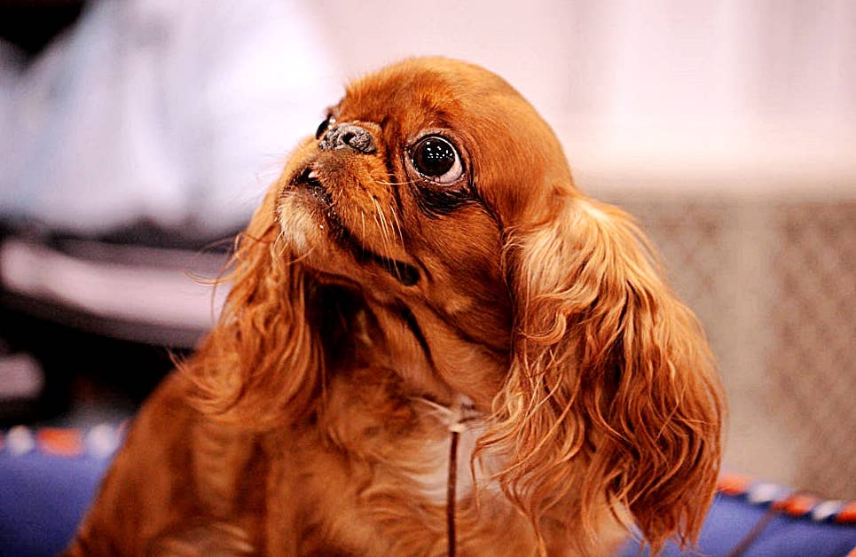 What are the Easiest Dogs to Take Care of: Top Low-Maintenance Breeds