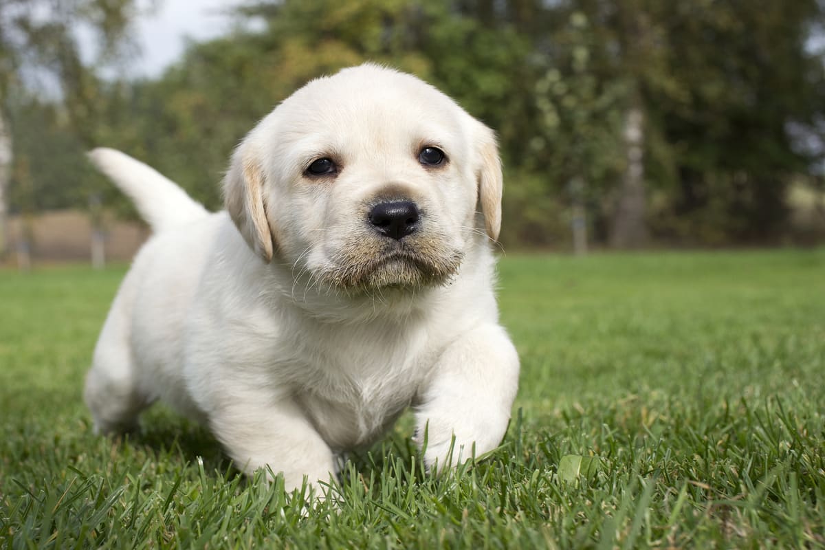 Tiny Labrador Puppy Finds His Bark—and Immediately Topples Over - Parade  Pets, image size:1200x800