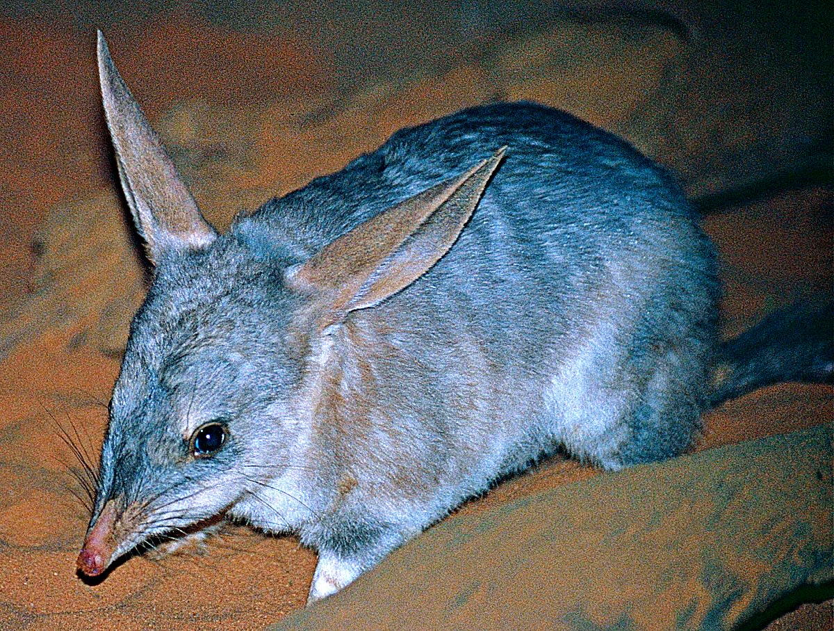 Love Strange Creatures? Meet the 50 Weirdest Animals in the World - Parade  Pets, image size:1200x907