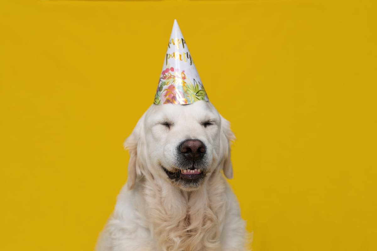 A happy Golden Retriever sports a birthday hat against a mustard yellow background.
