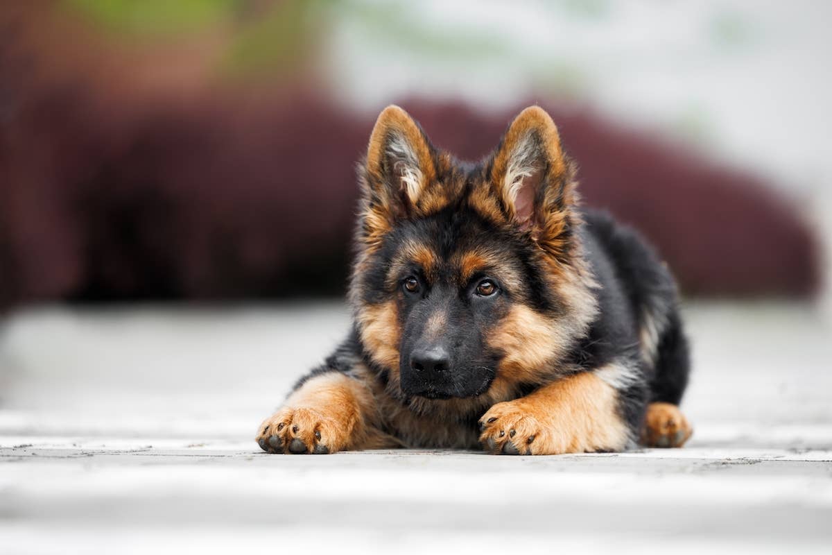 German Shepherd Dog Training Tips Puppy: Essential Tricks for Success