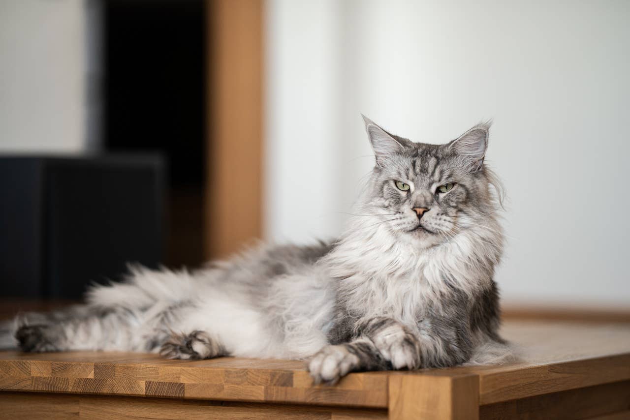 What Cat Breeds are Most Affectionate: Top Loving Feline Friends