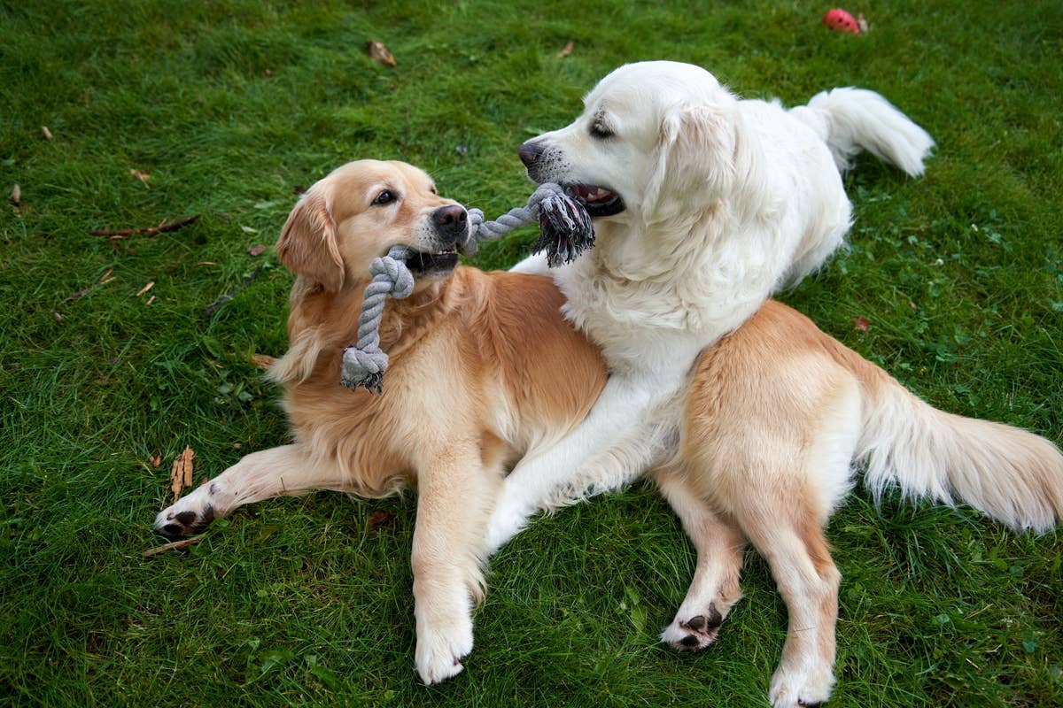 Golden Retrievers Meet For The First Time And Prove The Retriever Bond Golden Retrievers Meet For The First Time And Prove The Retriever Bond