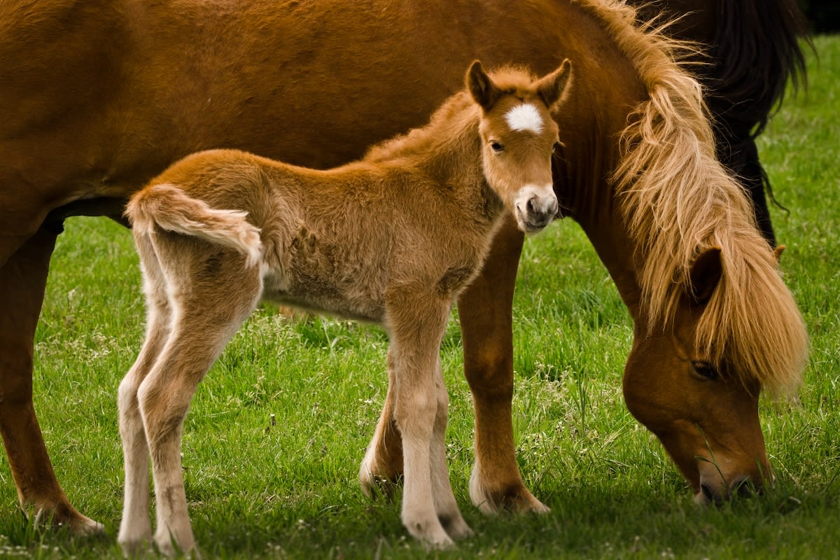 Moment Newborn Foal Meets Her Mom Is Full of the Sweetest Squeals - Parade  Pets, image size:1200x800