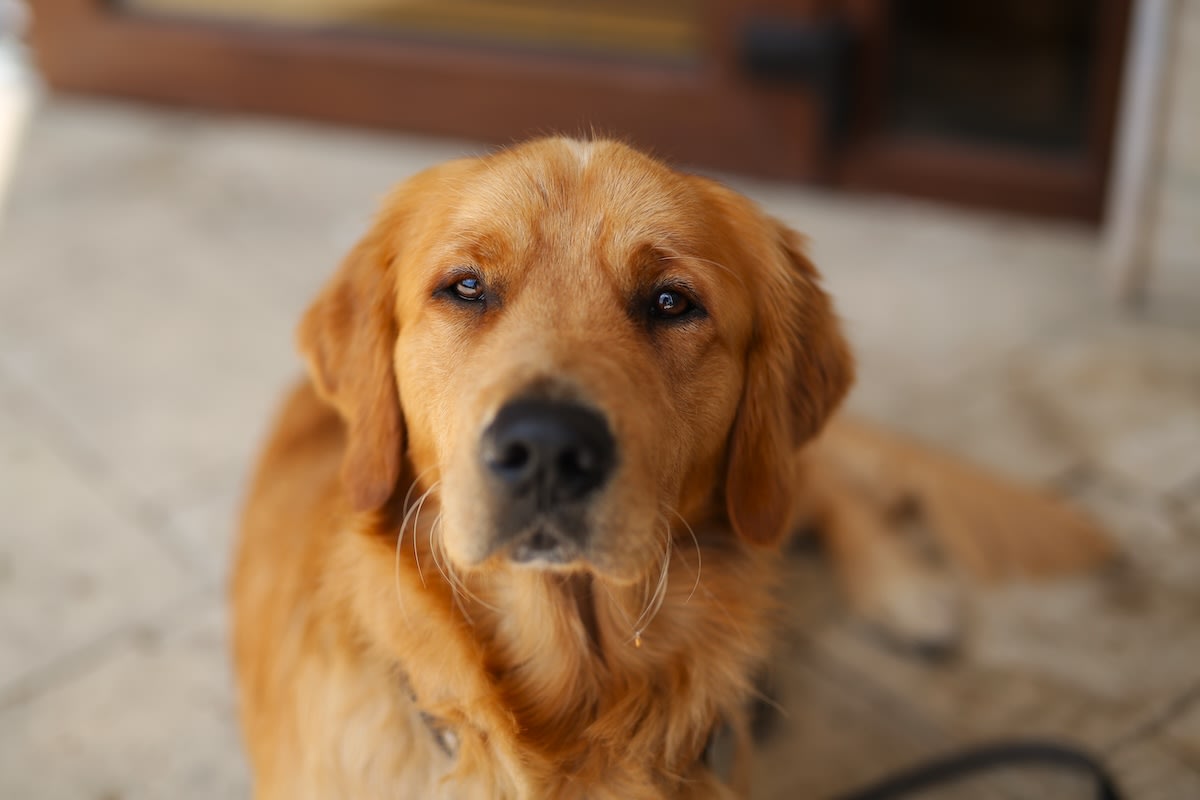 Golden Retriever's 'Protest' Over Being Quiet at Bedtime Is Cracking ...