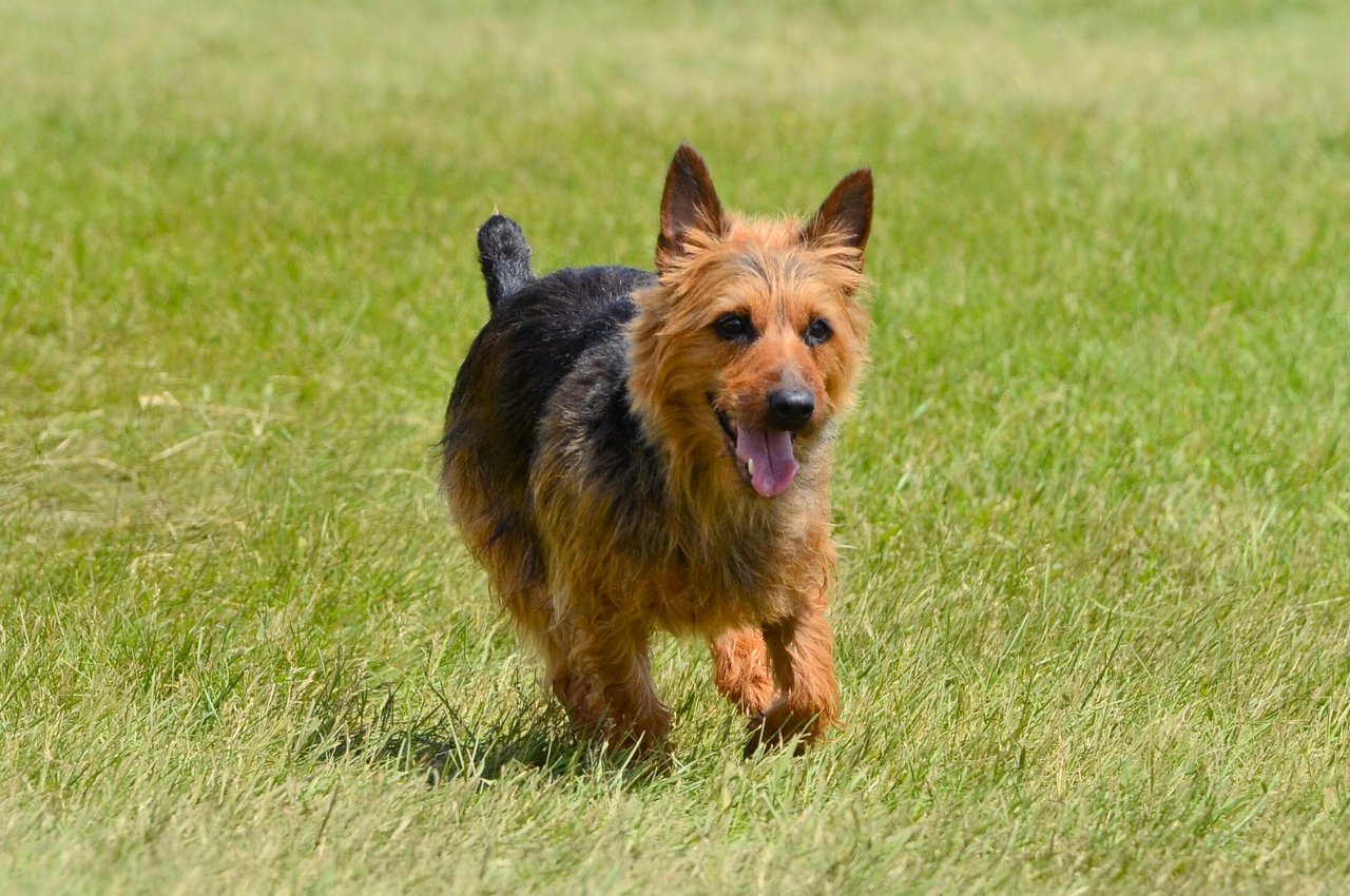 Nice Terriers 31 Terrier Dog Breeds—The Ultimate List of Terriers to Love - Parade Pets