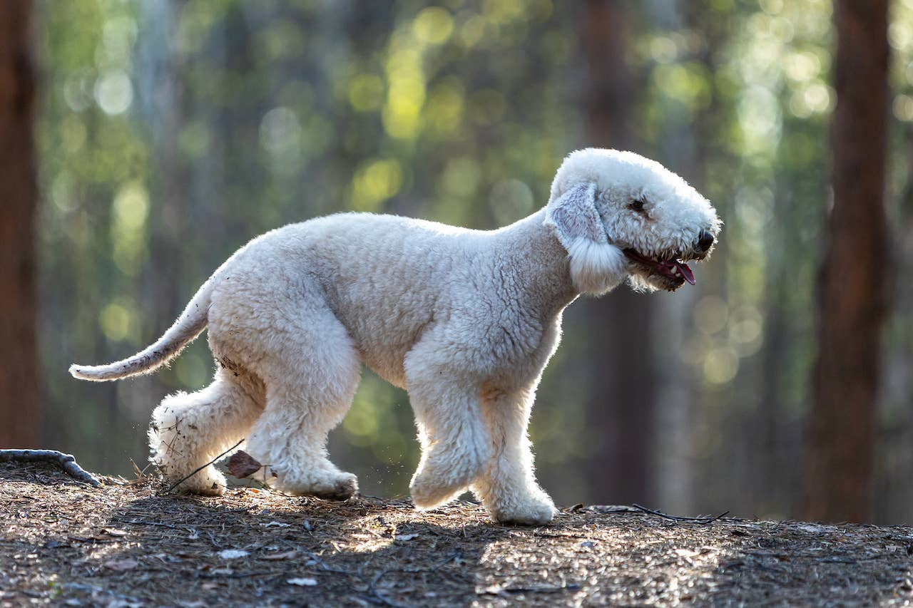 Nice Terriers 31 Terrier Dog Breeds—The Ultimate List of Terriers to Love - Parade Pets