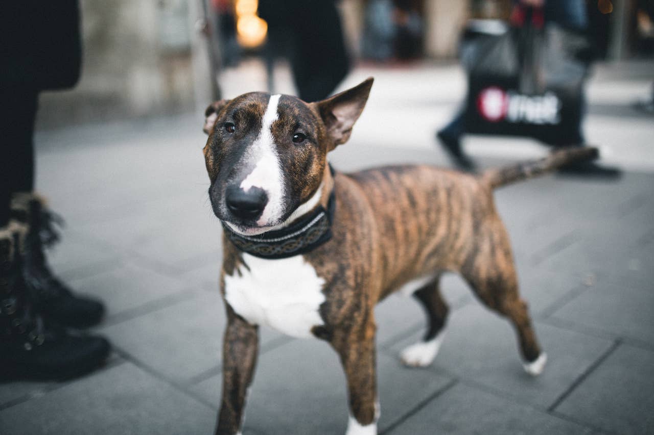 Nice Terriers 31 Terrier Dog Breeds—The Ultimate List of Terriers to Love - Parade Pets