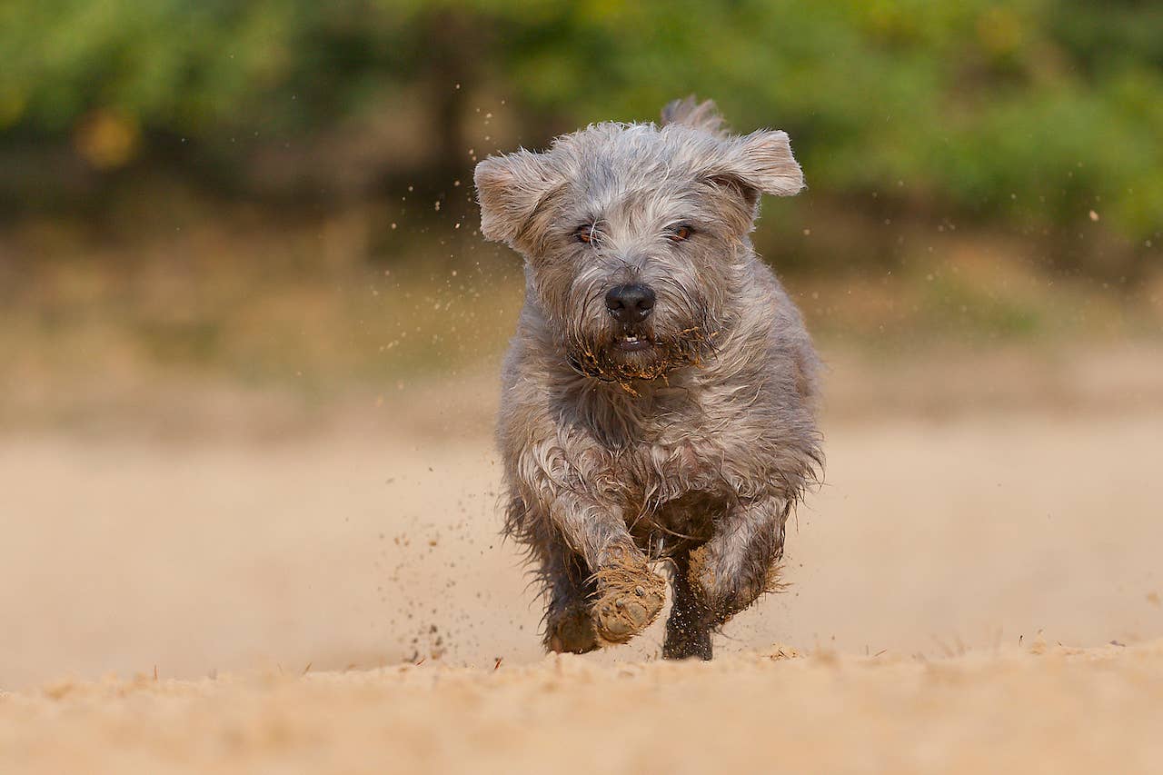 31 Terrier Dog Breeds—The Ultimate List of Terriers to Love - Parade Pets