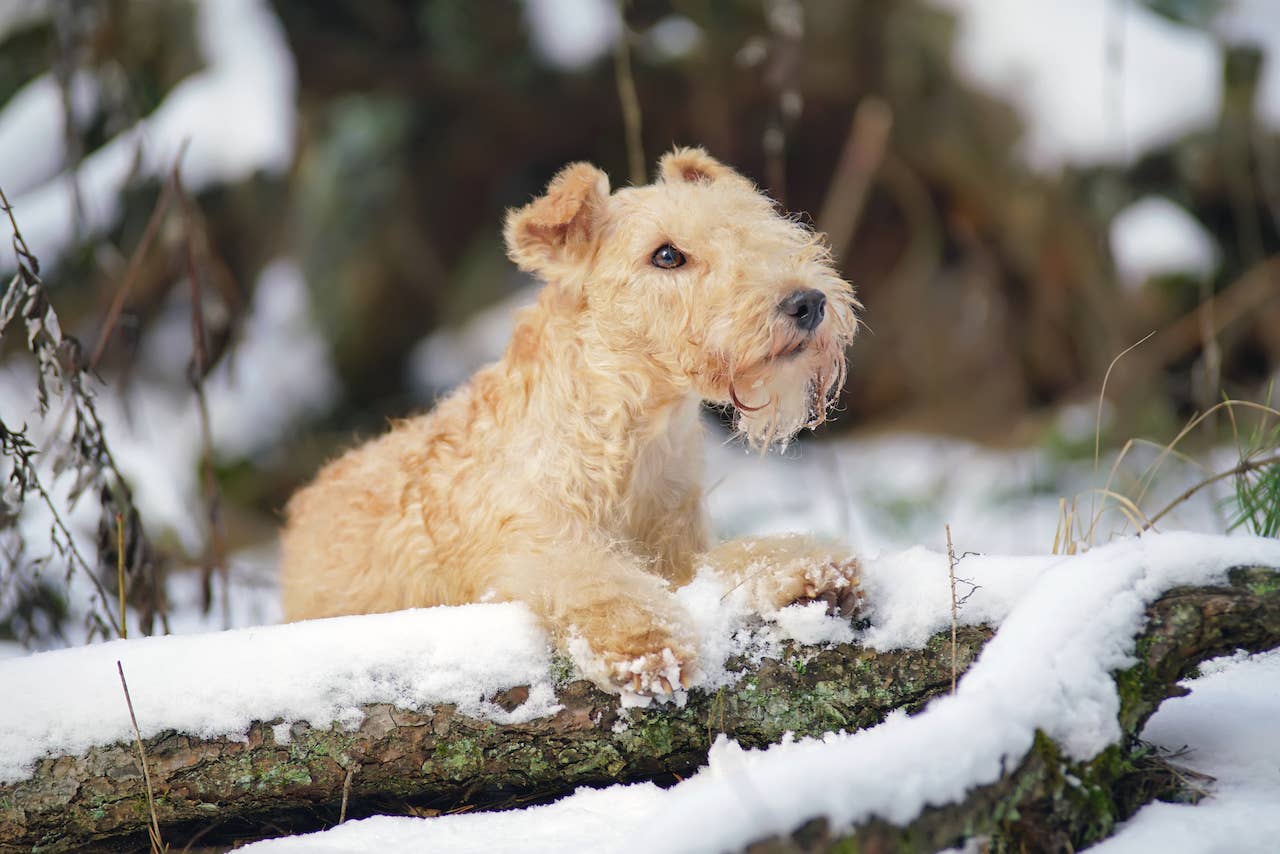 Nice Terriers 31 Terrier Dog Breeds—The Ultimate List of Terriers to Love - Parade Pets