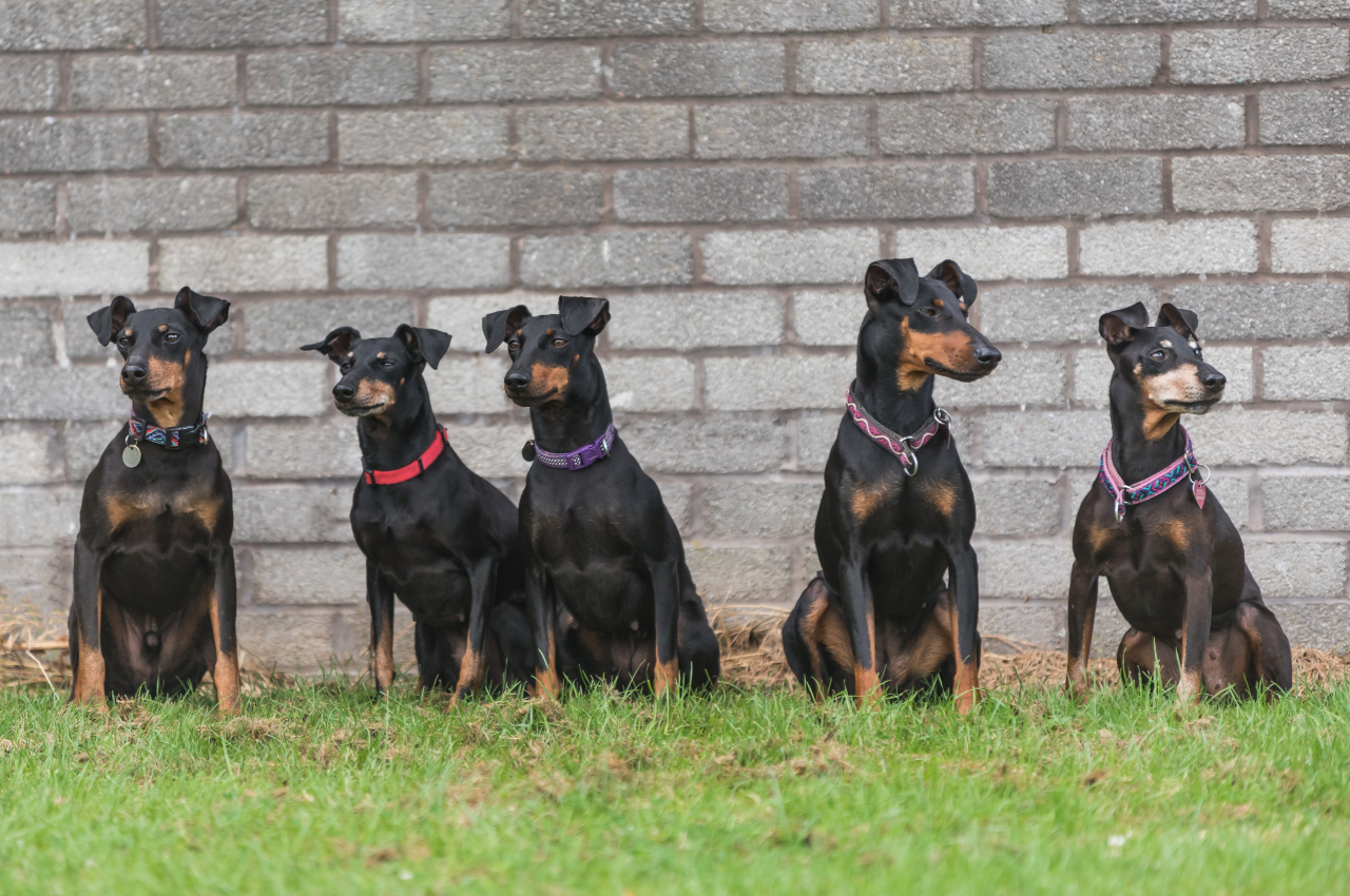 Nice Terriers 31 Terrier Dog Breeds—The Ultimate List of Terriers to Love - Parade Pets