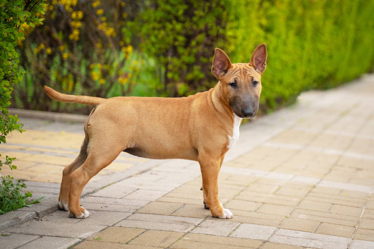 Nice Terriers 31 Terrier Dog Breeds—The Ultimate List of Terriers to Love - Parade Pets