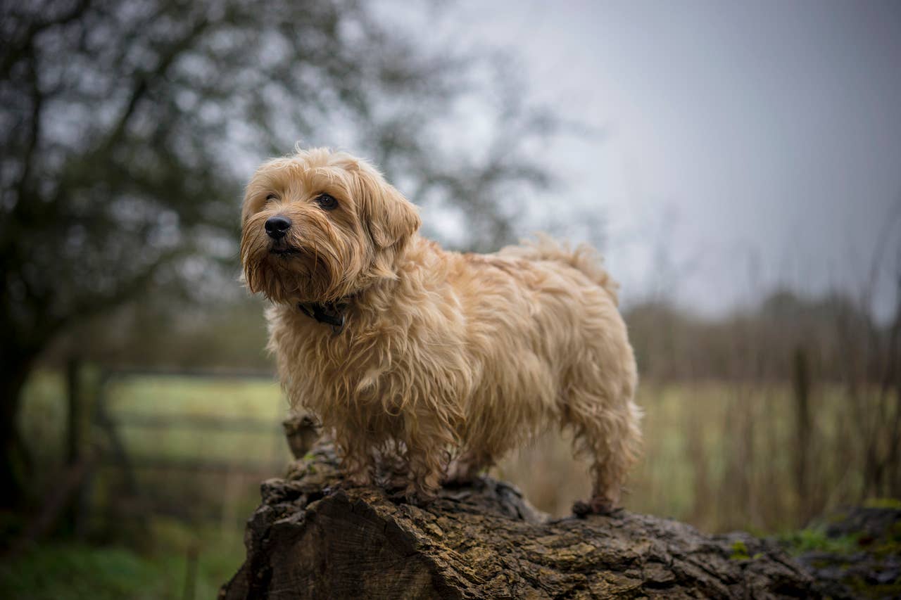 Nice Terriers 31 Terrier Dog Breeds—The Ultimate List of Terriers to Love - Parade Pets