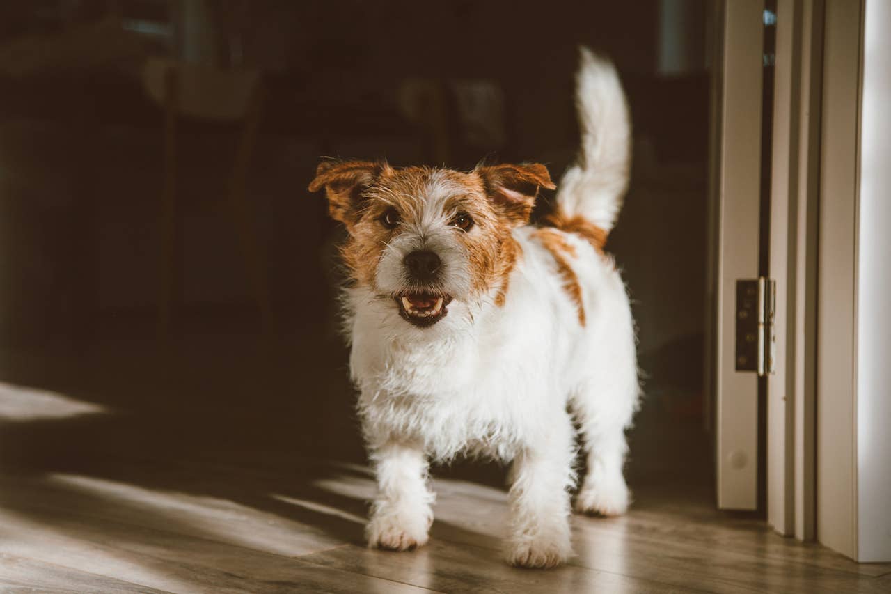 Nice Terriers 31 Terrier Dog Breeds—The Ultimate List of Terriers to Love - Parade Pets