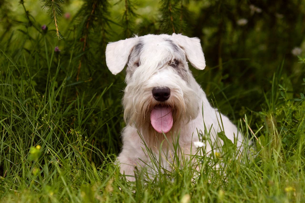 31 Terrier Dog Breeds—The Ultimate List of Terriers to Love - Parade Pets