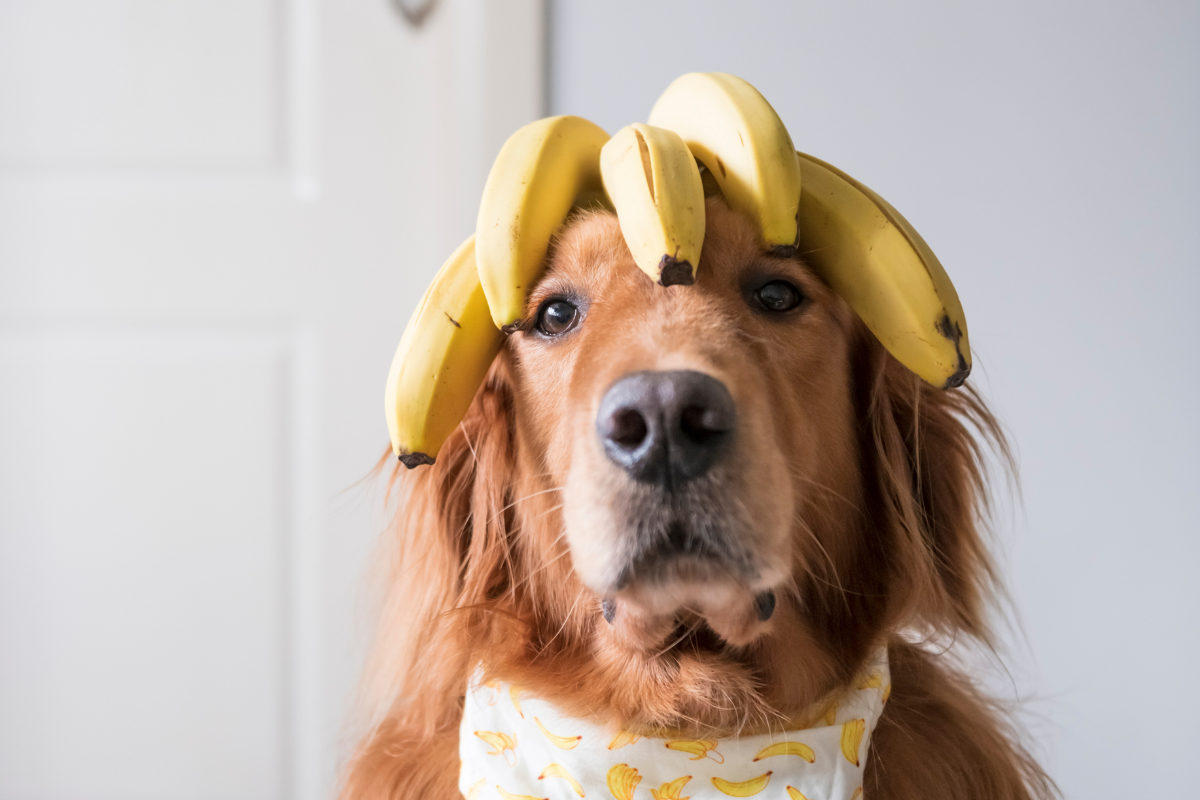 Snapshot of Golden Retriever Banana And Egg White Face Mask