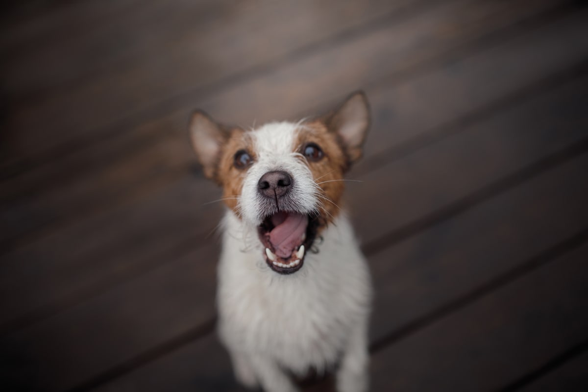 Little Dog Who Loves Jamming to Gwen Stefani Perfectly Hits First Note of  the Song - Parade Pets, image size:1200x800